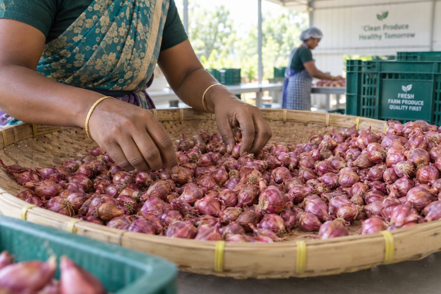 Freshly harvested shallots being sorted for supply